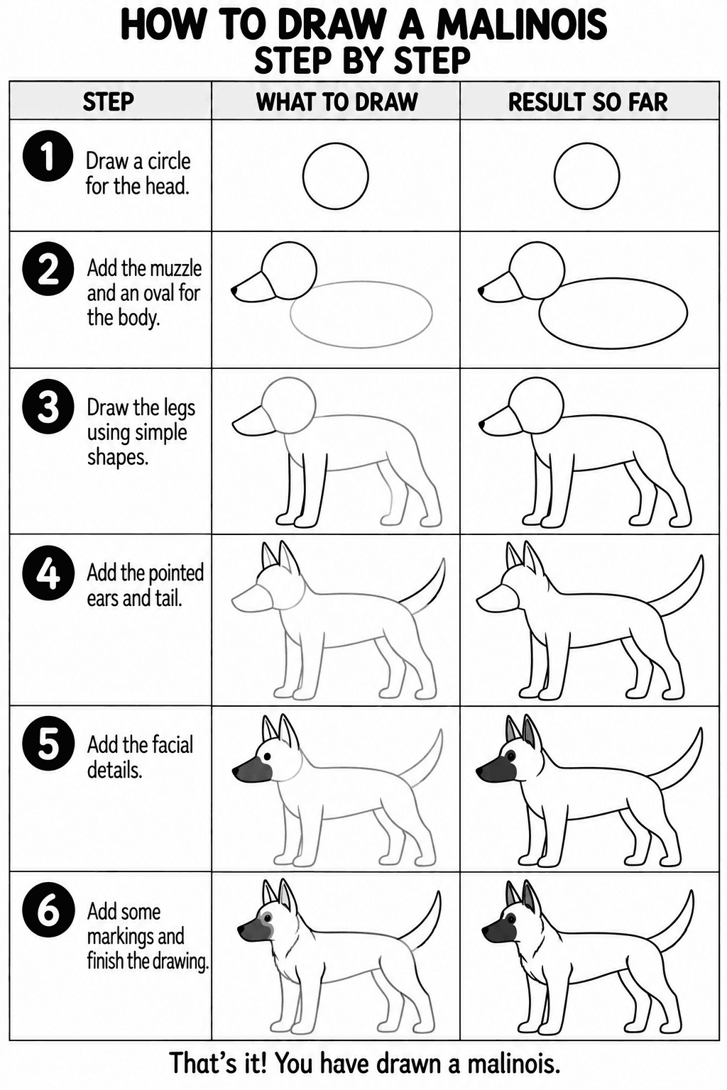 Malinois drawing tutorial